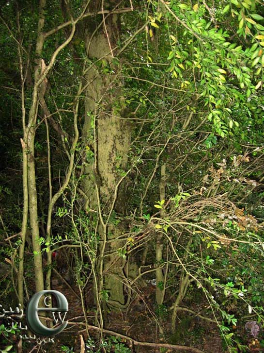 Pterocarya Fraxinifolia